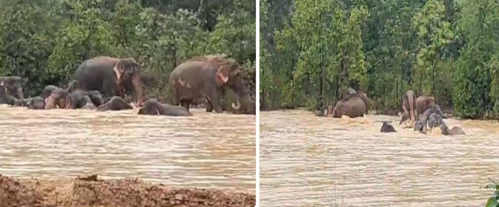 CG NEWS: 48 हाथियों का झुंड तालाब में उतरा, शावकों संग घंटों की मस्ती