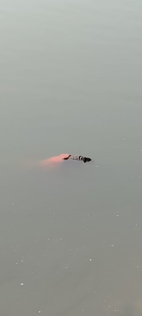 महानदी किनारे मिली महिला की अज्ञात लाश, इलाके में फैली सनसनी