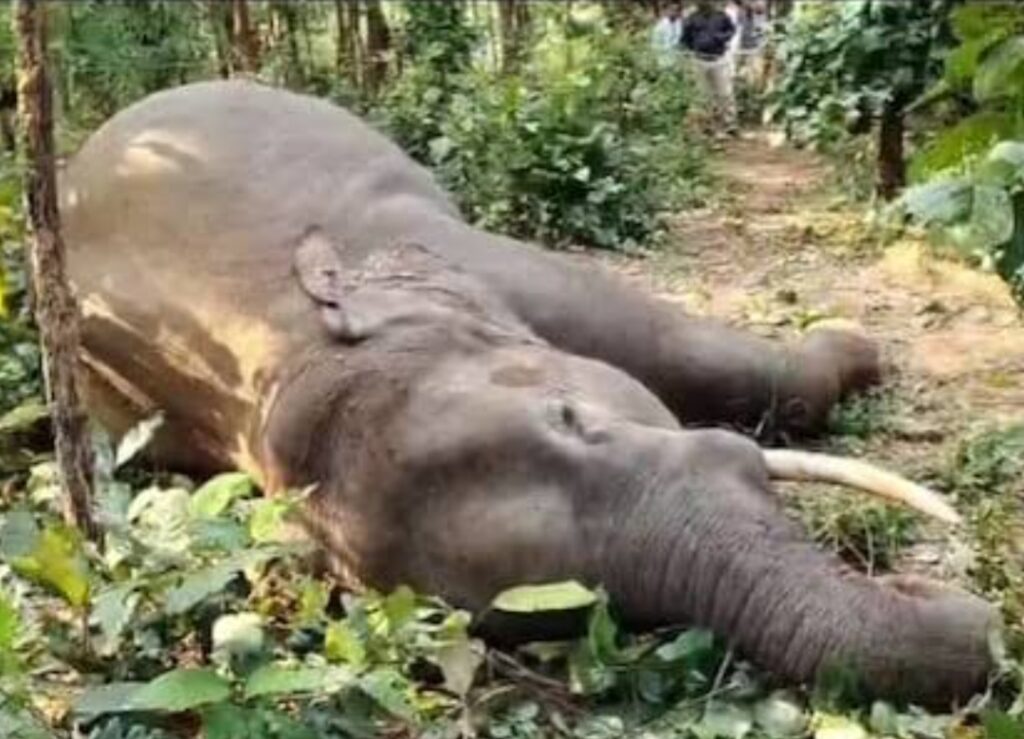 हाथियों की हो रही मौतों पर हाई कोर्ट ने लिया स्वत: संज्ञान