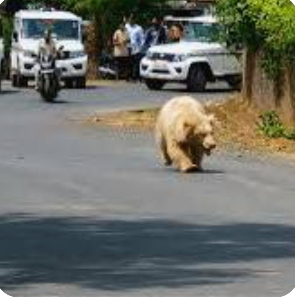 मरवाही–पेंड्रा के जंगलों में घूम रहे रहस्यमयी दुर्लभ सफेद भालू का आतंक
