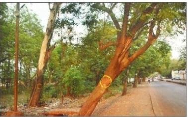 रेलवे क्षेत्र के पेड़ों की होगी अंधाधुंध कटाई, रेलवे ने किया 44 लाख वन विभाग में जमा,